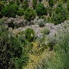 Plants: image 64 Of 208 Thumb